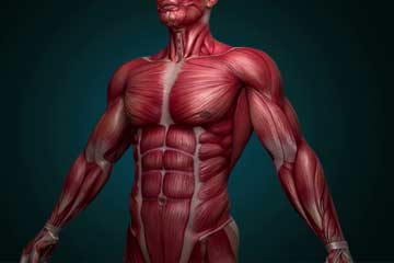Musculoskeletal &amp; Nervous System Disorders