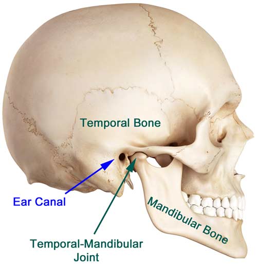Temporomandibular Joint Syndrome skull